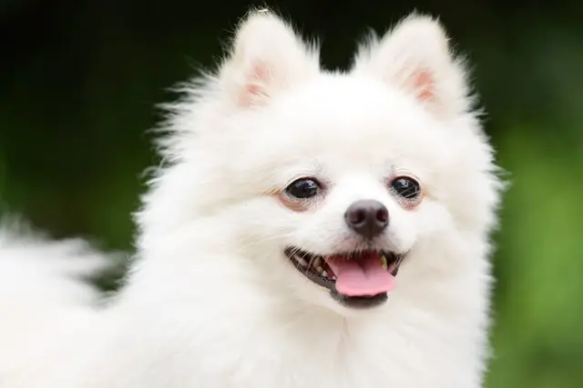An adorable Pomeranian
